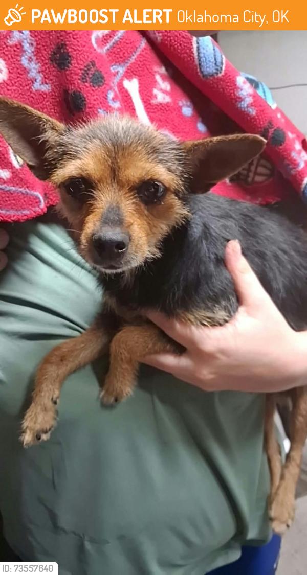Found/Stray Female Dog last seen SE 15th street and Philips, Oklahoma City, OK 73129