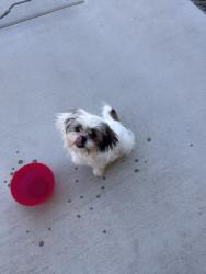 Reunited Female Dog last seen Dorsey Ct, Victorville, CA, USA, Victorville, CA 92392
