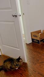Reunited Female Cat last seen Near west heard street, McKinney, TX 75069