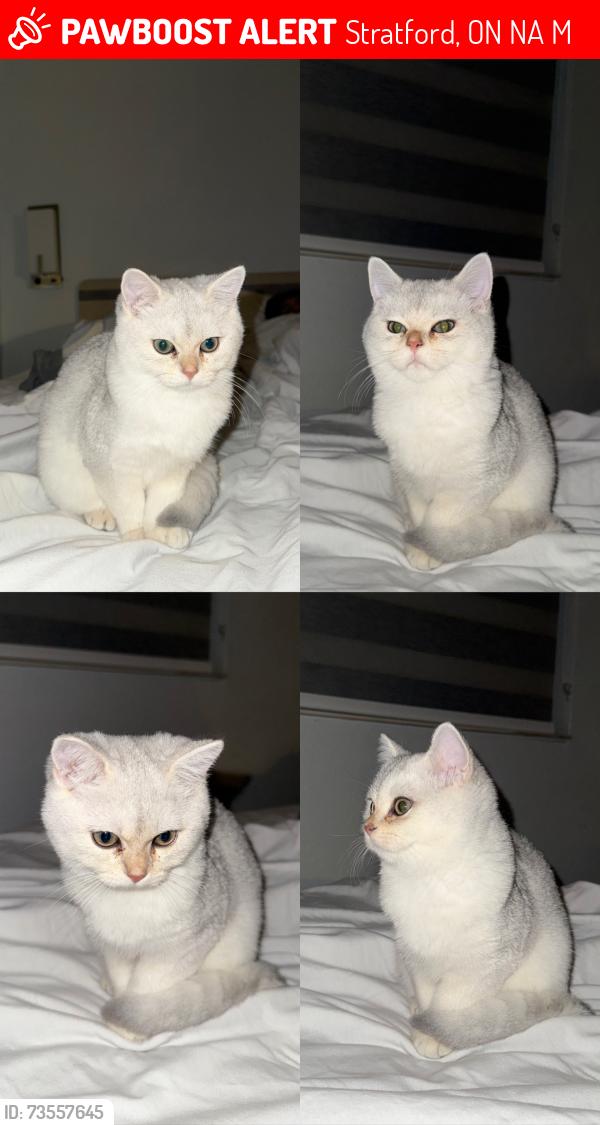 Lost Male Cat last seen Poett av, Stratford, ON N5A 0M2