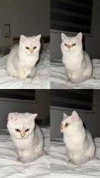 Lost Male Cat last seen Poett av, Stratford, ON N5A 0M2