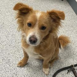 Shelter Stray Male Dog last seen , 5801 Graye Ln, Caldwell, ID 83607, USA