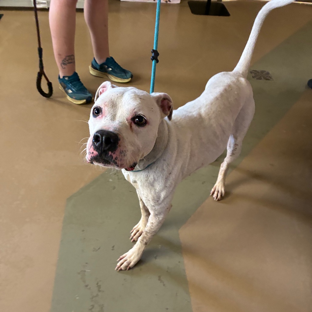 Shelter Stray Female Dog last seen , 5570 Sturmer Park Cir, Winston-Salem, NC 27105, USA