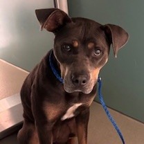 Shelter Stray Female Dog last seen , 3428 S Jenkins Ave, Norman, OK 73072, USA