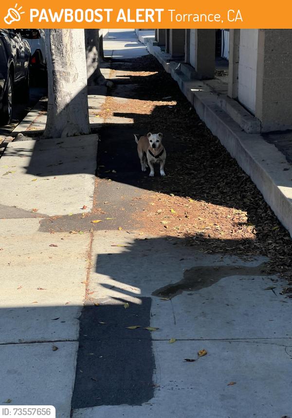 Found/Stray Unknown Dog last seen 220th and vermont Ave, Torrance, CA 90502
