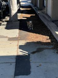 Found/Stray Unknown Dog last seen 220th and vermont Ave, Torrance, CA 90502
