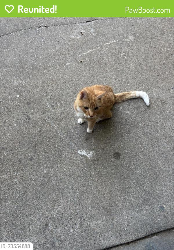 Reunited Unknown Cat last seen Hallcliffe Rd, Lincoln, NE, Lincoln, NE 68516