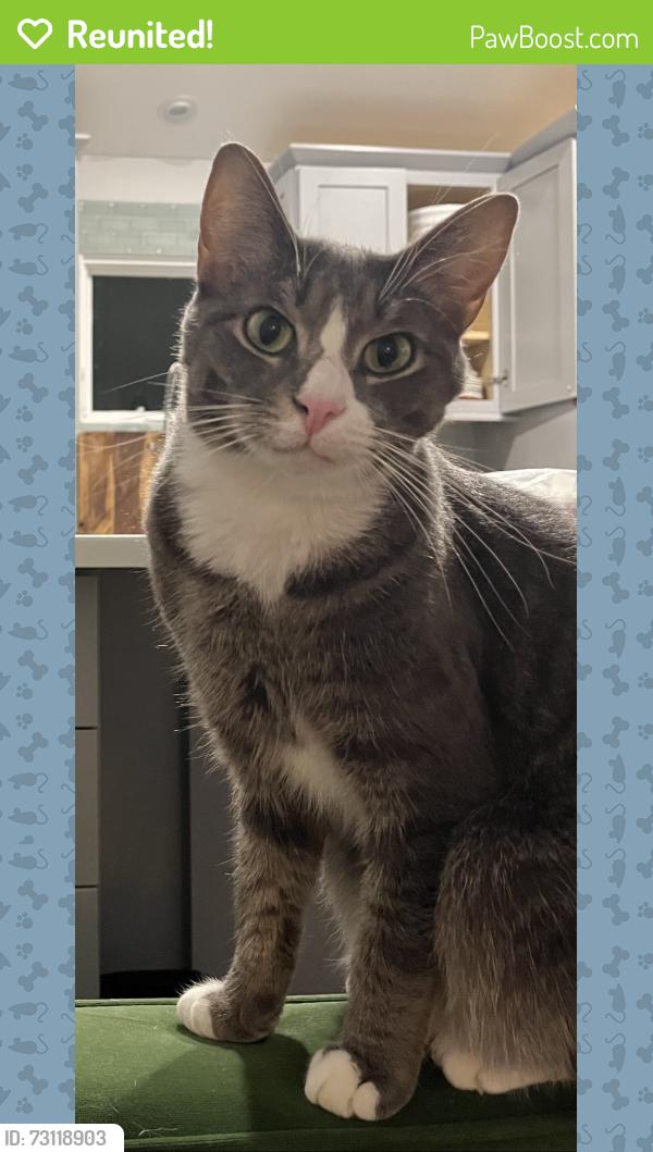 Reunited Male Cat last seen Grease Monkey off Ponce, Atlanta, GA 30308