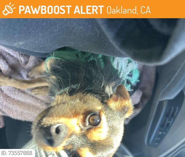Found/Stray Male Dog last seen Oakland Hills, Oakland, CA 94605