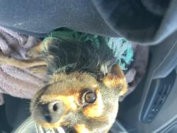 Found/Stray Male Dog last seen Oakland Hills, Oakland, CA 94605