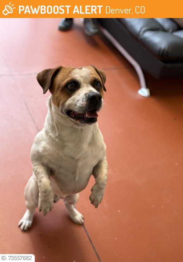 Found/Stray Male Dog last seen Galapago St and 10th, Denver, CO 80204