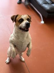 Found/Stray Male Dog last seen Galapago St and 10th, Denver, CO 80204