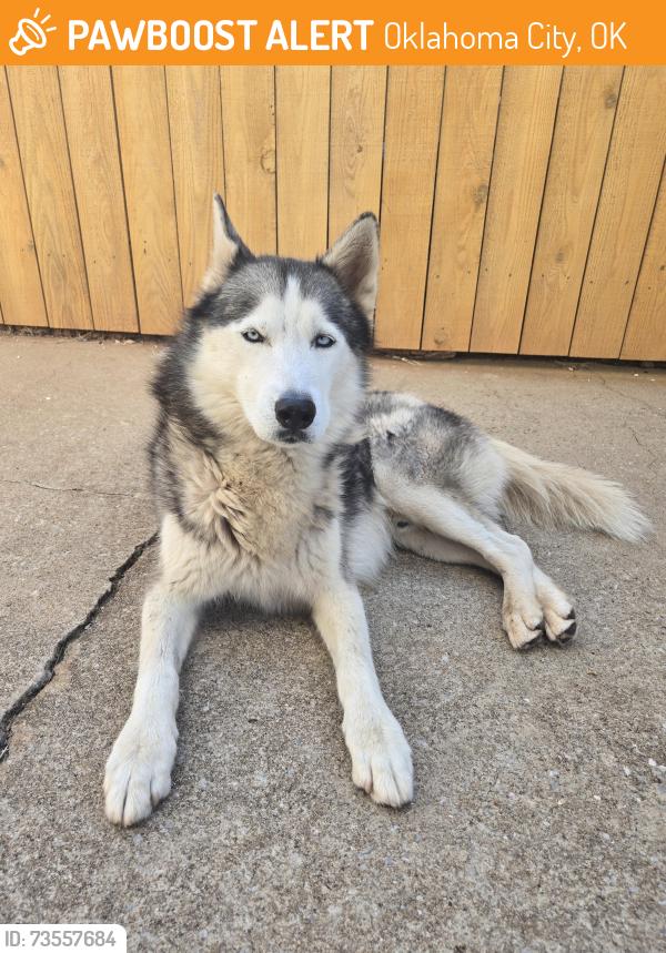 Found/Stray Male Dog last seen Hefner and MacArthur, Oklahoma City, OK 73142