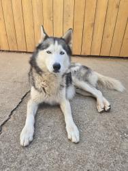 Found/Stray Male Dog last seen Hefner and MacArthur, Oklahoma City, OK 73142