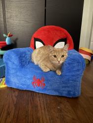 Lost Male Cat last seen Near Hammett ave, Norfolk, VA 23503