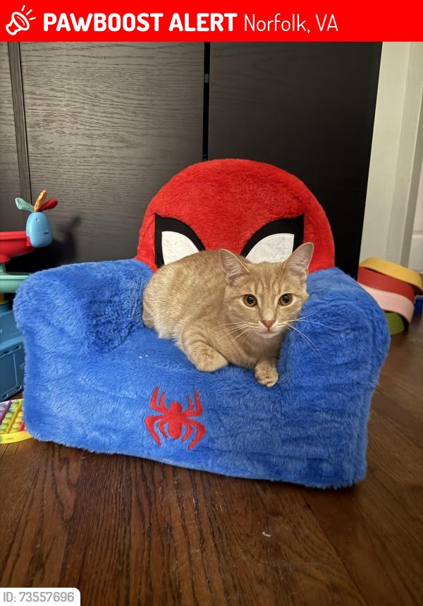 Lost Male Cat last seen Near Hammett ave, Norfolk, VA 23503