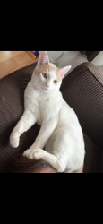 Lost Male Cat last seen Near Eleven, San Leandro, CA 94578