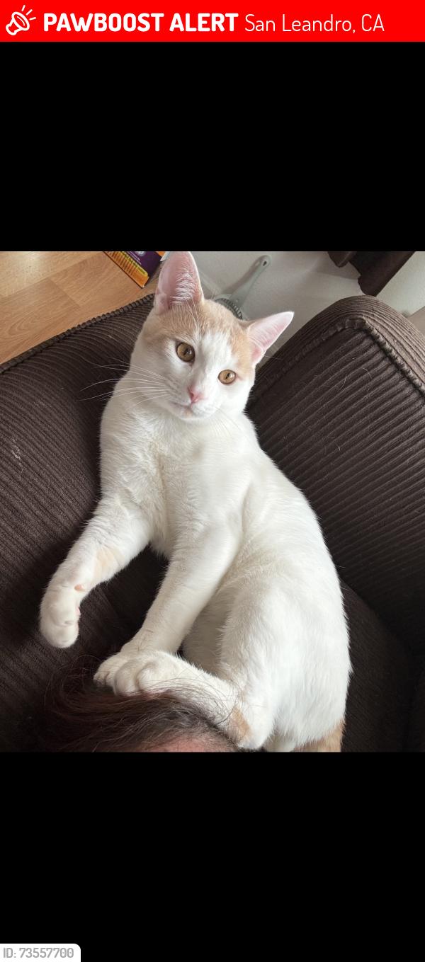 Lost Male Cat last seen Near Eleven, San Leandro, CA 94578