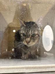 Shelter Stray Male Cat last seen Autumn Hills Apartments, 1560 N Main St, Layton, UT 84041, USA, 1422 E 600 N, Fruit Heights, UT 84037, USA