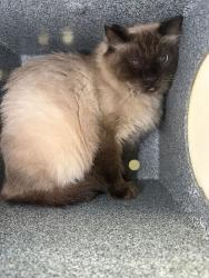 Shelter Stray Female Cat last seen Near Kambouris Ln, Farmington, UT 84025, USA, 1422 E 600 N, Fruit Heights, UT 84037, USA