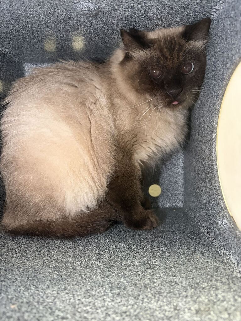 Shelter Stray Female Cat last seen Near Kambouris Ln, Farmington, UT 84025, USA, 1422 E 600 N, Fruit Heights, UT 84037, USA