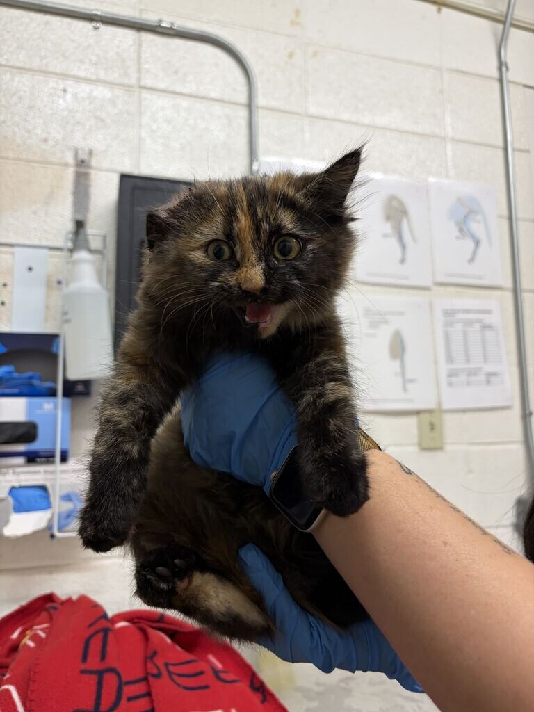 Shelter Stray Female Cat last seen Near B Truman Cir, Hill AFB, UT 84056, USA, 1422 E 600 N, Fruit Heights, UT 84037, USA