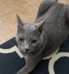 Lost Female Cat last seen silverado ranch, Las Vegas, NV 89139