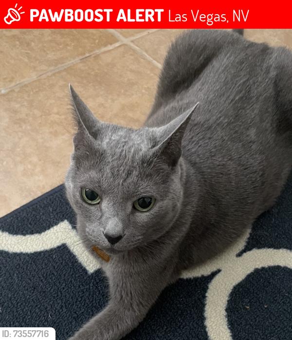 Lost Female Cat last seen silverado ranch, Las Vegas, NV 89139