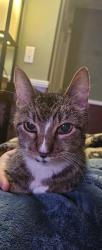 Found/Stray Female Cat last seen Tidewater, Warwick, RI 02889