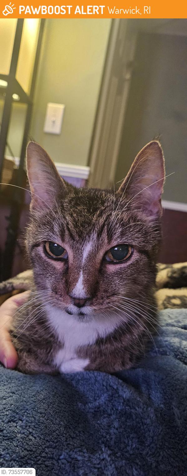 Found/Stray Female Cat last seen Tidewater, Warwick, RI 02889