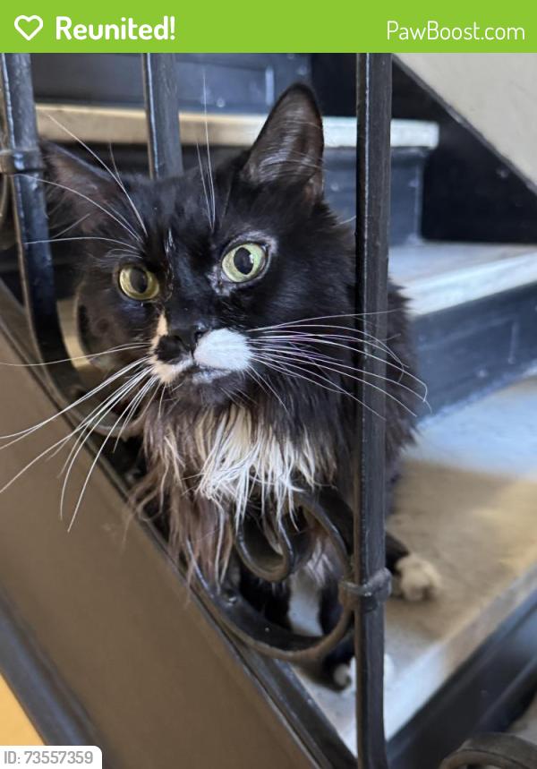 Reunited Female Cat last seen Near Harrison Ave, Jersey City, NJ 07304