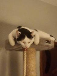 Lost Male Cat last seen Roan and Bridle, Henderson, NV 89002
