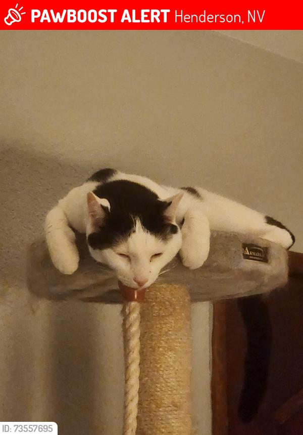 Lost Male Cat last seen Roan and Bridle, Henderson, NV 89002