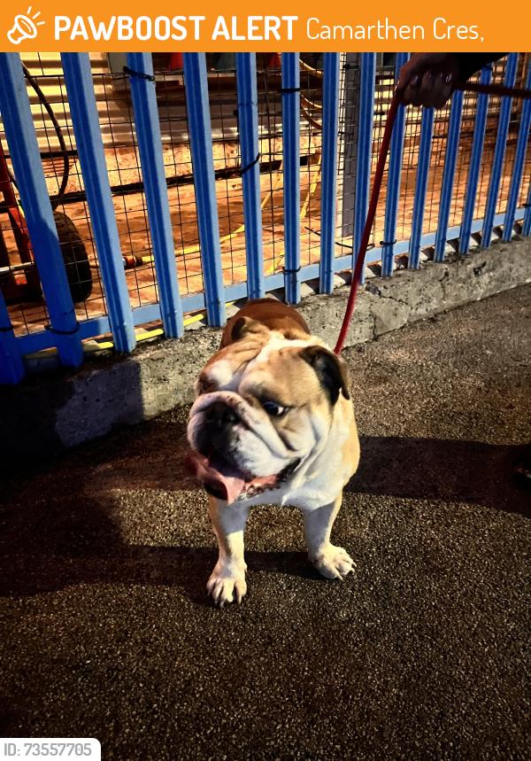 Found/Stray Male Dog last seen Near tails in the city, Camarthen Cres,  