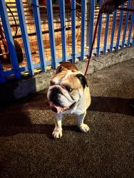 Found/Stray Male Dog last seen Near tails in the city, Camarthen Cres,  