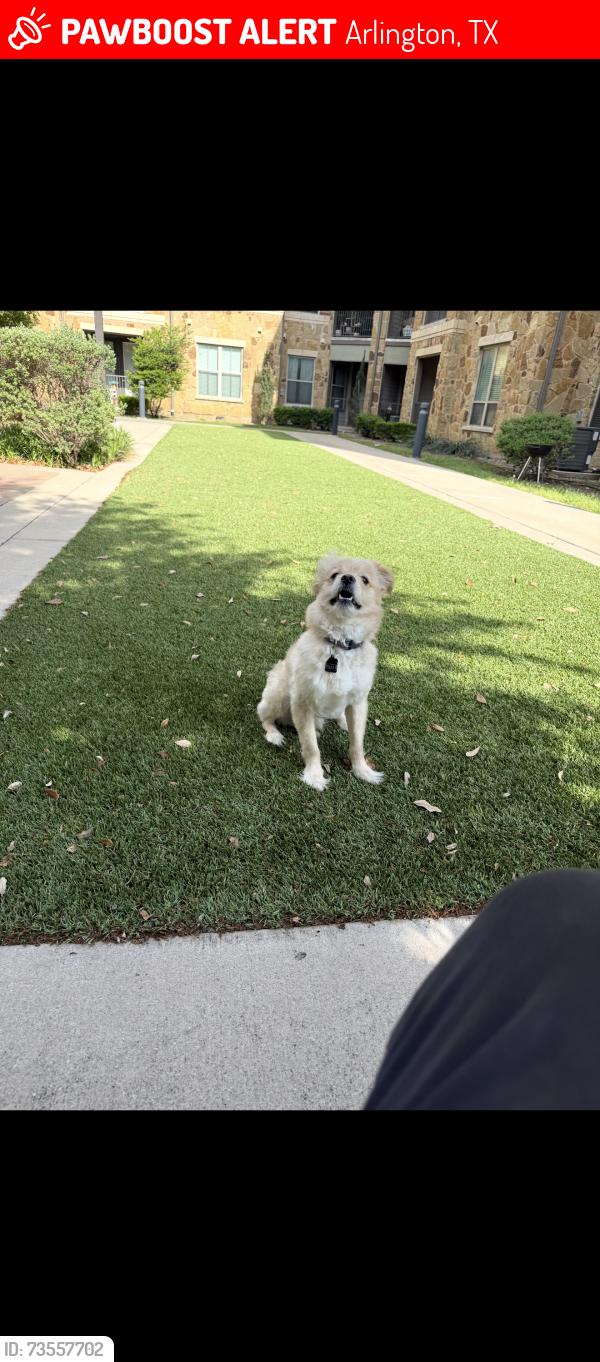 Lost Male Dog last seen Weyborn, Edimburgo, Arlington, TX 76018