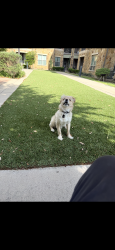 Lost Male Dog last seen Weyborn, Edimburgo, Arlington, TX 76018