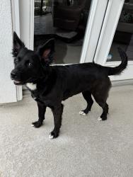 Found/Stray Female Dog last seen Winding Springs Dr and Bluebonnet Bend, Houston, TX 77429