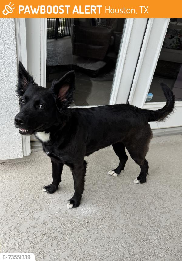 Found/Stray Female Dog last seen Winding Springs Dr and Bluebonnet Bend, Houston, TX 77429