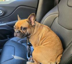 Reunited Female Dog last seen Landerwood and Sunbury, Greensboro, NC 27405