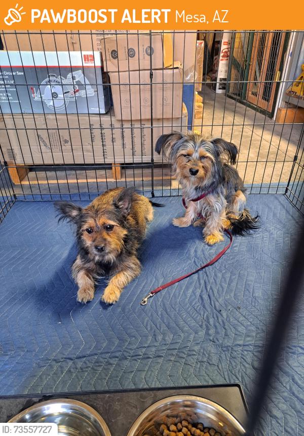 Found/Stray Unknown Dog last seen Lehi, Mesa, AZ 85203