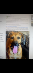 Reunited Female Dog last seen Near, Visalia, CA 93277