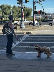 Found/Stray Female Dog last seen Folsom St & The Embarcadero (outside the Gap), San Francisco, CA 94105