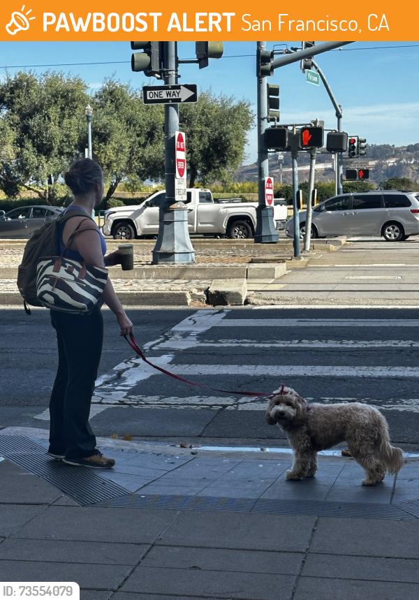 Found/Stray Female Dog last seen Folsom St & The Embarcadero (outside the Gap), San Francisco, CA 94105