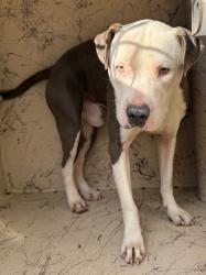 Shelter Stray Male Dog last seen Forest park, 8485 E Reno Ave, Midwest City, OK 73110, USA