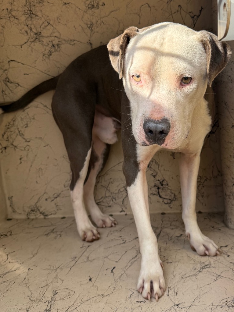 Shelter Stray Male Dog last seen Forest park, 8485 E Reno Ave, Midwest City, OK 73110, USA