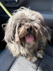 Shelter Stray Male Dog last seen Forest park, 8485 E Reno Ave, Midwest City, OK 73110, USA