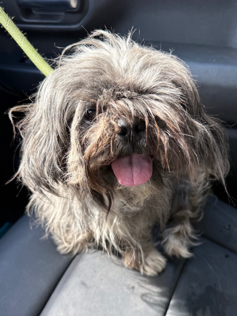 Shelter Stray Male Dog last seen Forest park, 8485 E Reno Ave, Midwest City, OK 73110, USA