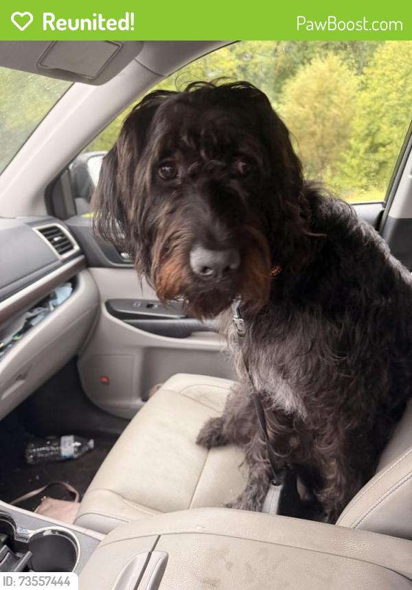 Reunited Male Dog last seen Edgefield Rd, Greensboro, Nc, Usa, Greensboro, NC 27409
