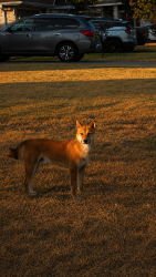 Reunited Male Dog last seen Meadowbend Dr, Cedar Hill, TX 75104